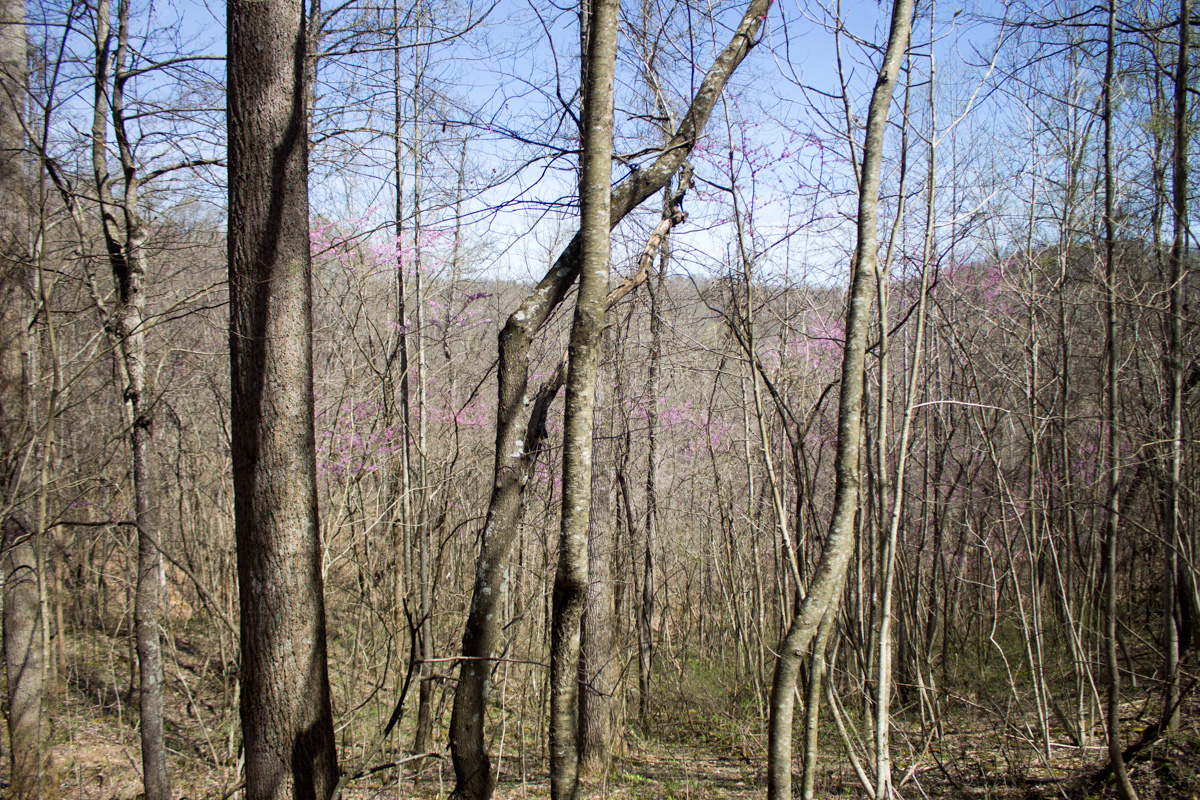 Tract 1 at Chestnut Oak Ridge in Rockcastle County, Kentucky