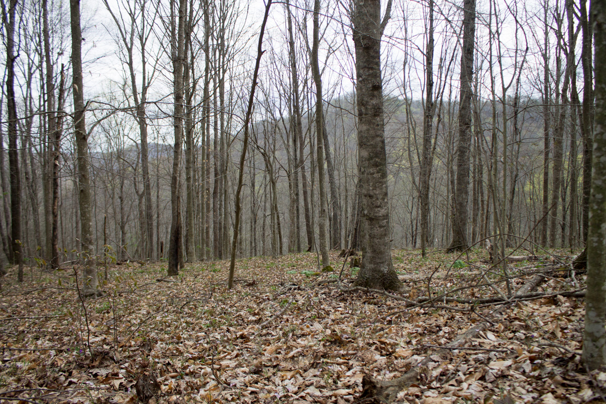 Tract 10 at Chestnut Oak Ridge in Rockcastle County, Kentucky