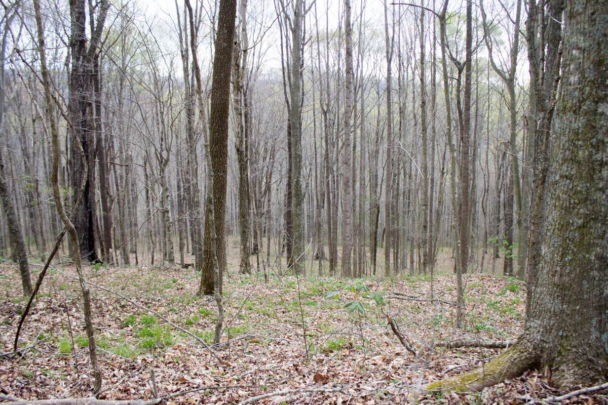 Tract 11 at Chestnut Oak Ridge in Rockcastle County, Kentucky