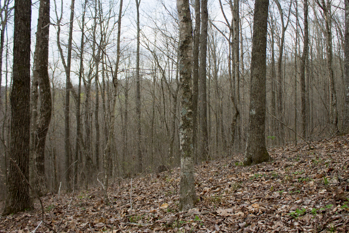 Tract 12 at Chestnut Oak Ridge in Rockcastle County, Kentucky