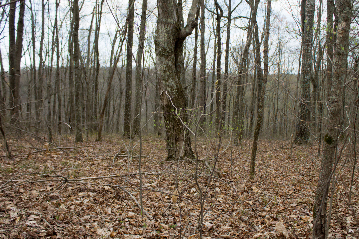 Tract 13 at Chestnut Oak Ridge in Rockcastle County, Kentucky