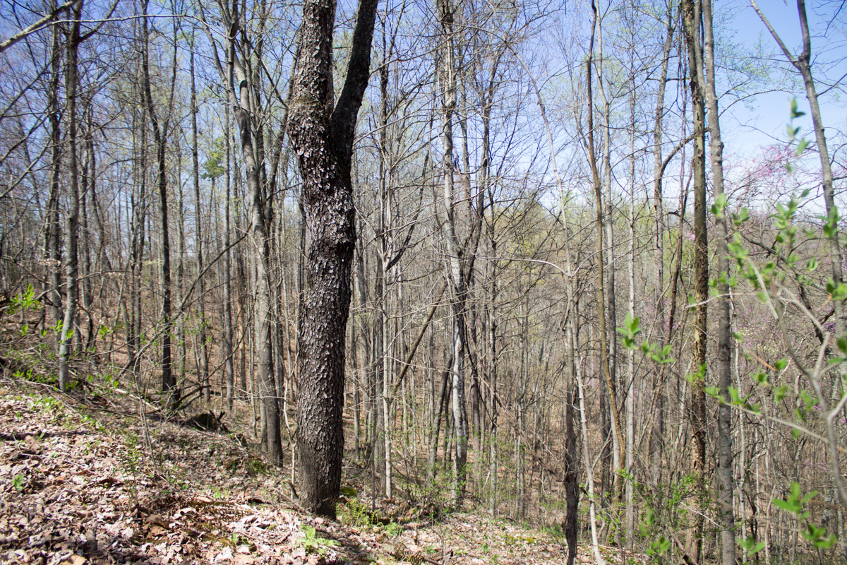 Tract 16 at Chestnut Oak Ridge in Rockcastle County, Kentucky