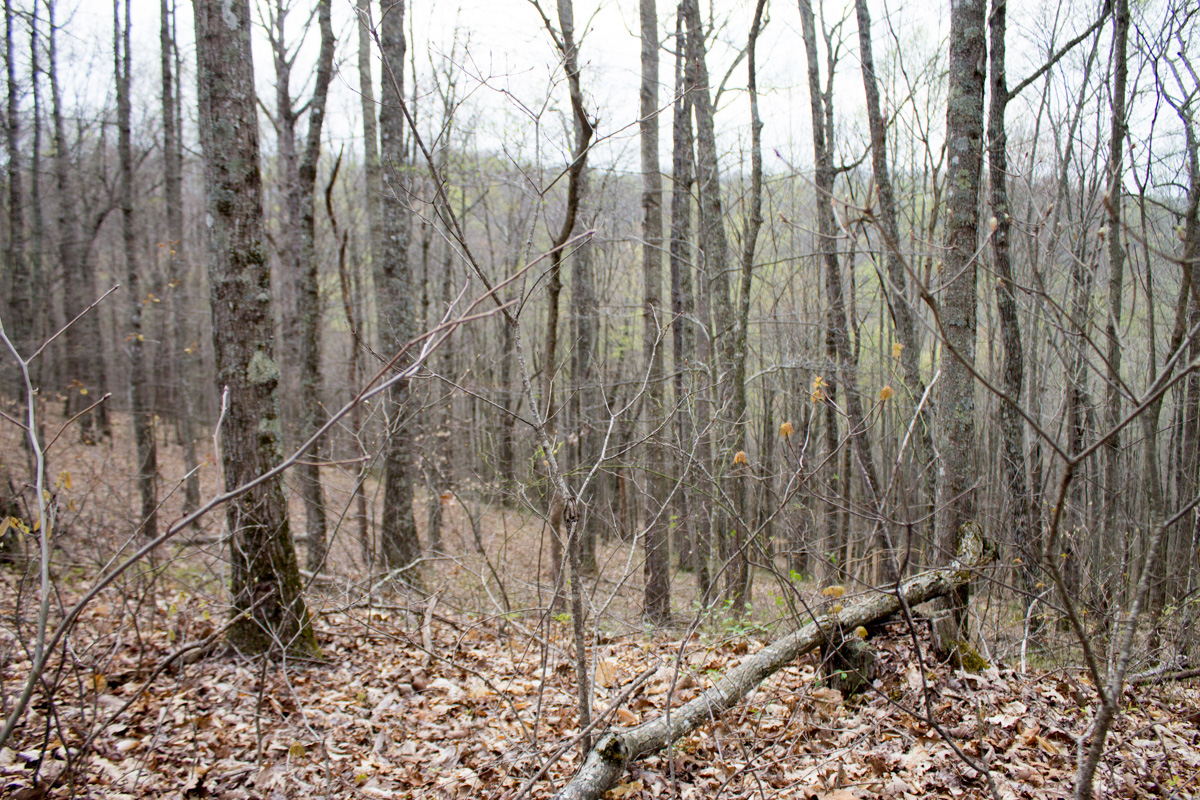 Tract 17 at Chestnut Oak Ridge in Rockcastle County, Kentucky