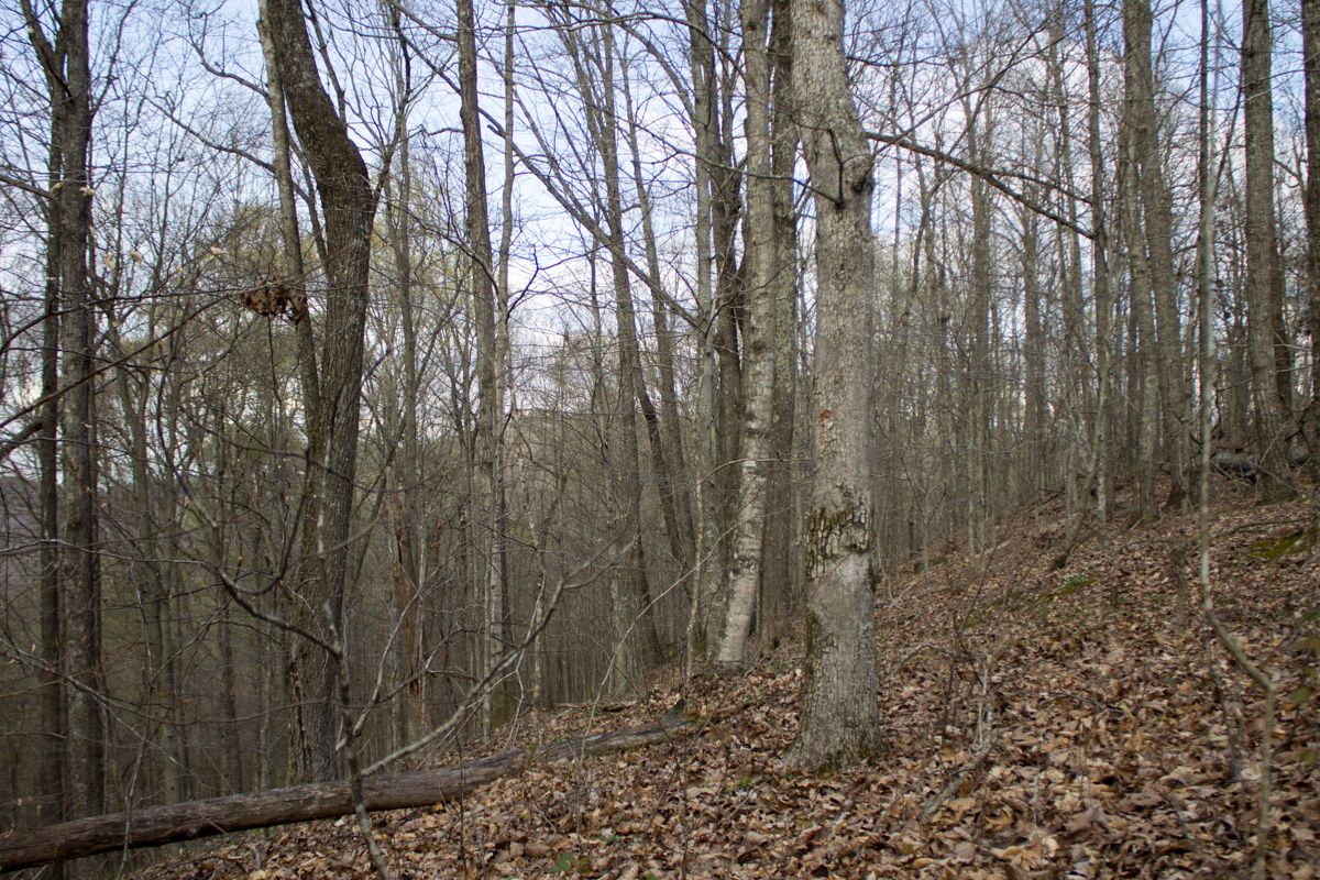 Tract 18 at Chestnut Oak Ridge in Rockcastle County, Kentucky