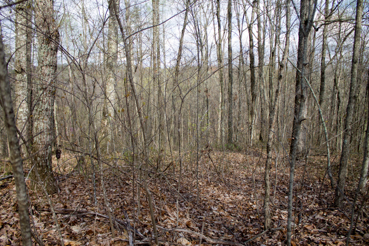 Tract 19 at Chestnut Oak Ridge in Rockcastle County, Kentucky