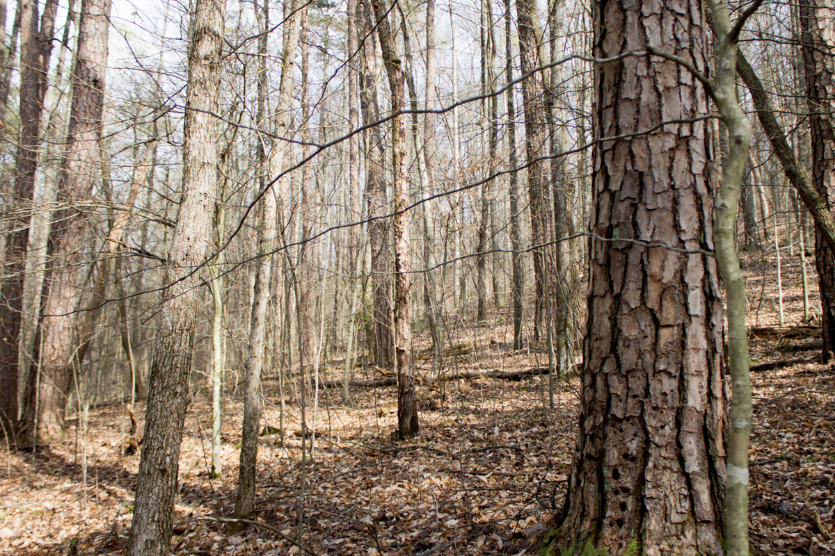 Tract 20 at Chestnut Oak Ridge in Rockcastle County, Kentucky
