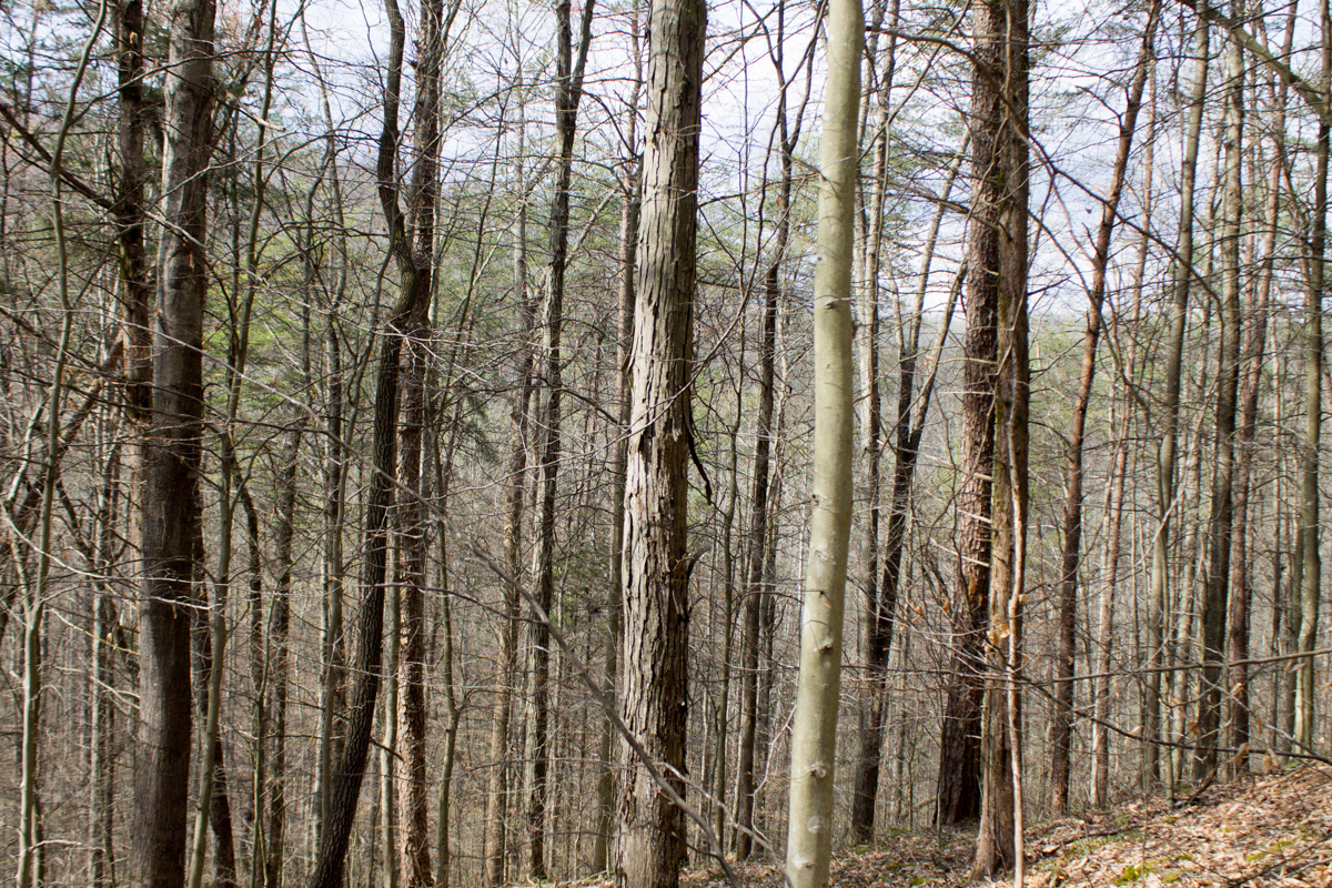 Tract 21 at Chestnut Oak Ridge in Rockcastle County, Kentucky
