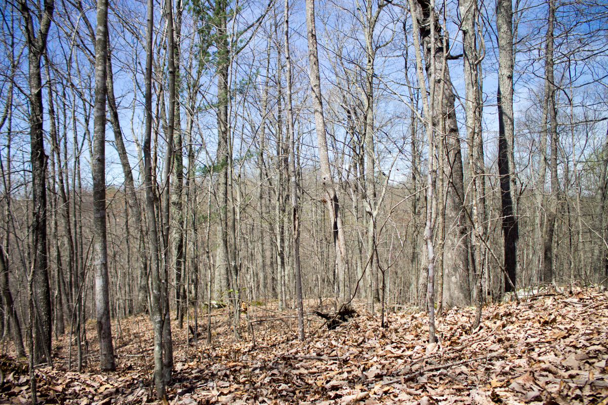 Tract 24 at Chestnut Oak Ridge in Rockcastle County, Kentucky
