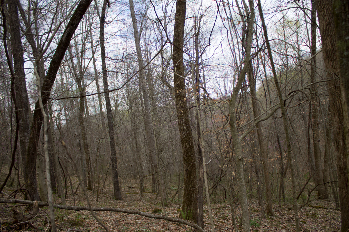 Tract 3 at Chestnut Oak Ridge in Rockcastle County, Kentucky