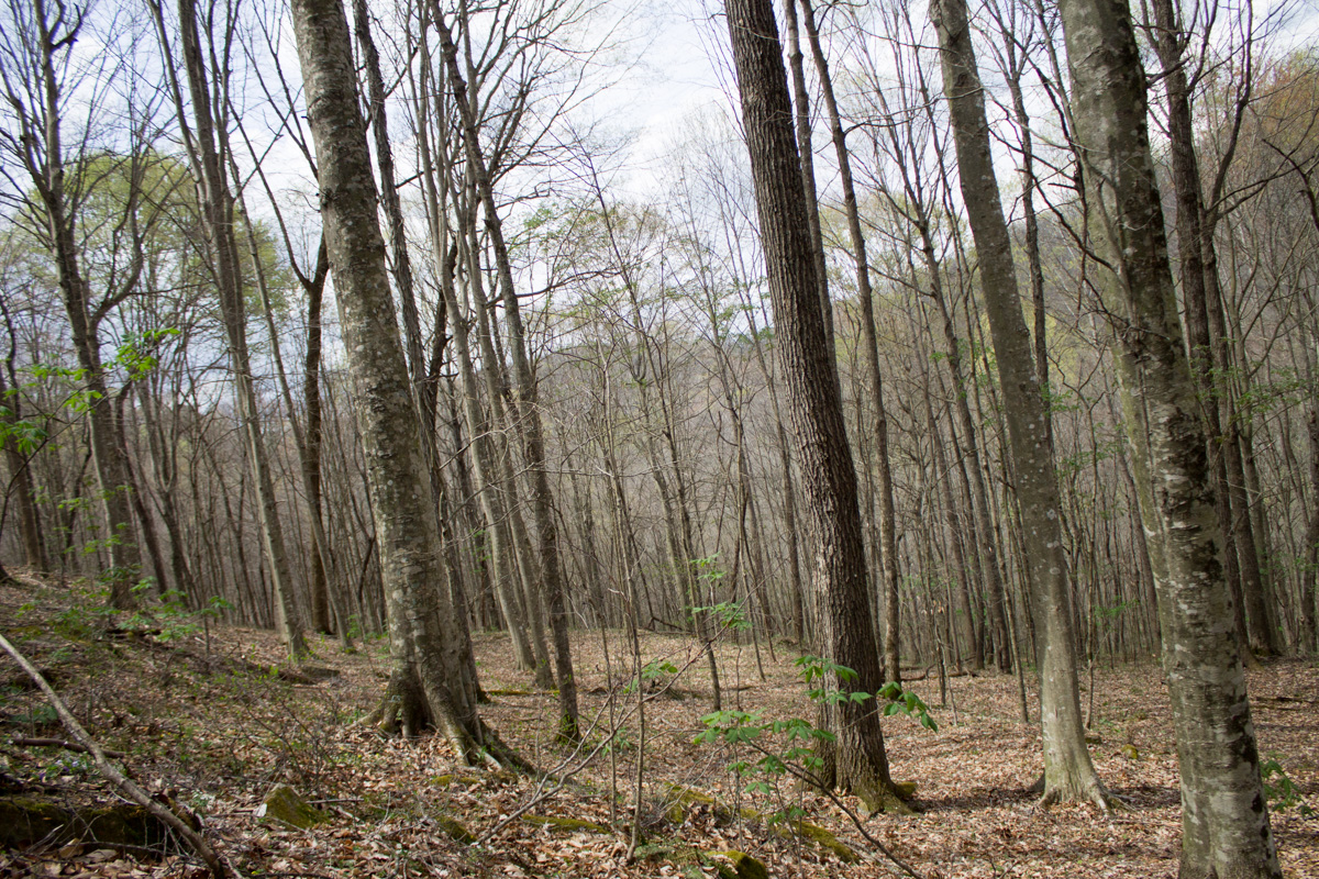 Tract 4 at Chestnut Oak Ridge in Rockcastle County, Kentucky