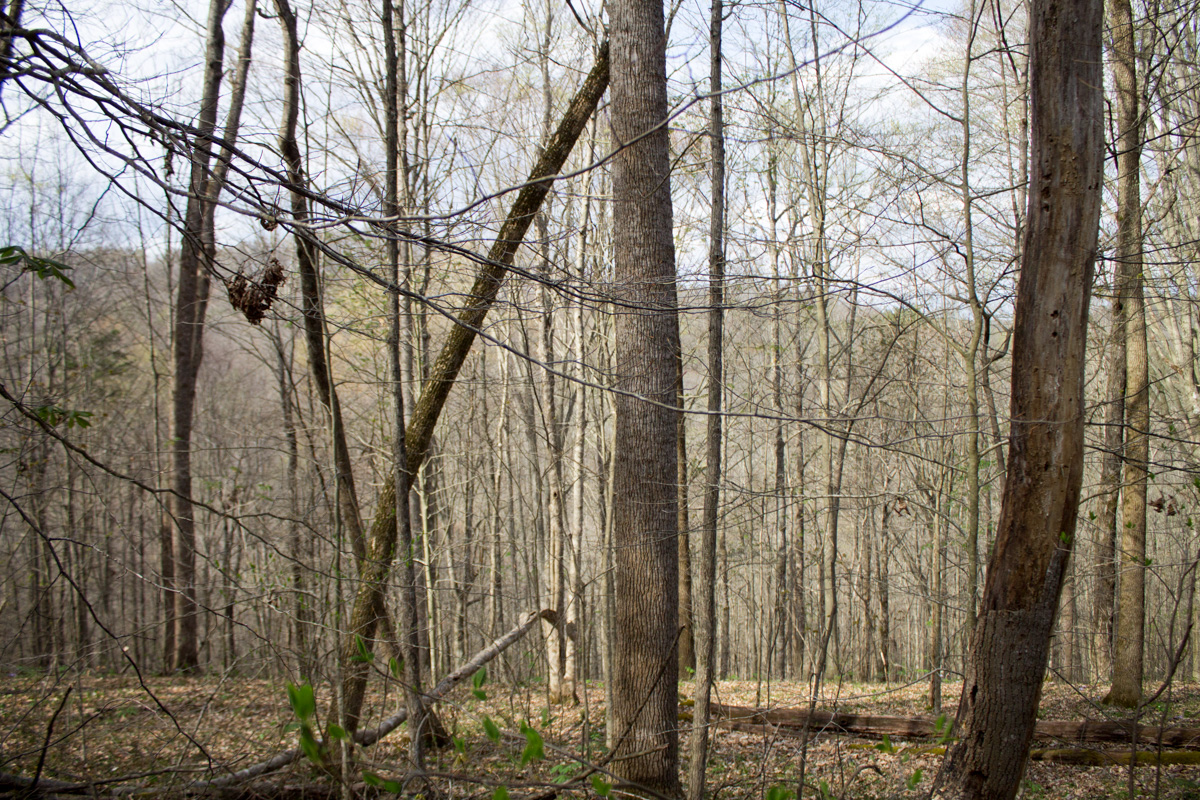 Tract 7 at Chestnut Oak Ridge in Rockcastle County, Kentucky