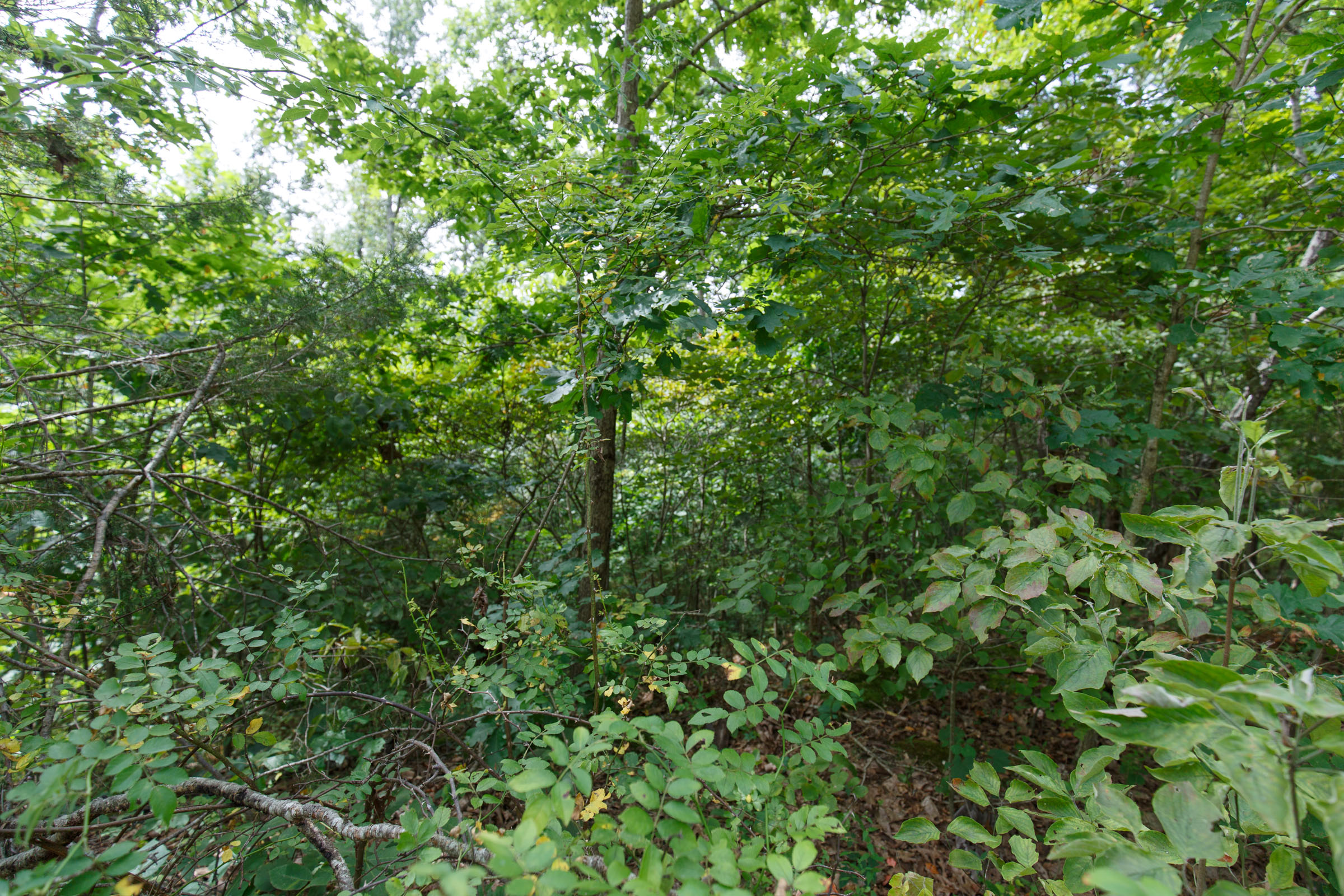 Tract 341 at Springlake in Miller County, Missouri